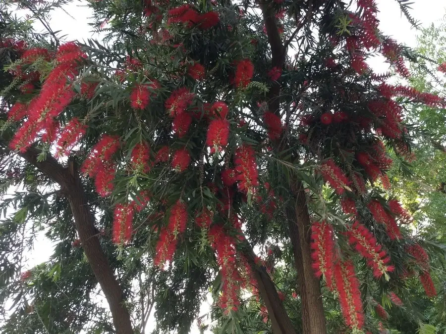 sending-spring-flowers-from-jadan bodyImage